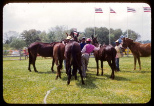Mule Races