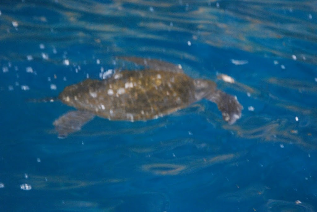 Sea Turtles and Tar Heel Boobies on Galapagos
