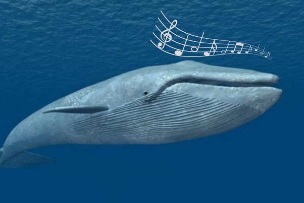 Singing Whales