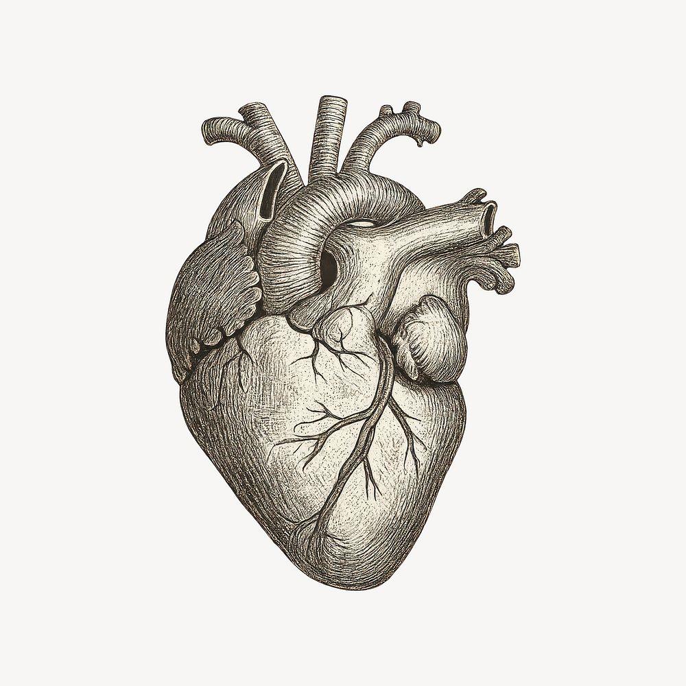 Your Heart Is Not Just A Metaphor